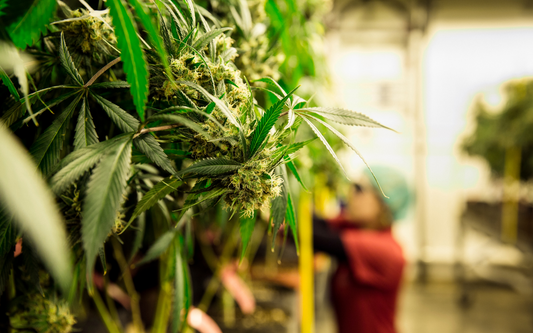 Designing the Optimal Environment for a Cannabis Dry Room: Key Elements for Effective Drying