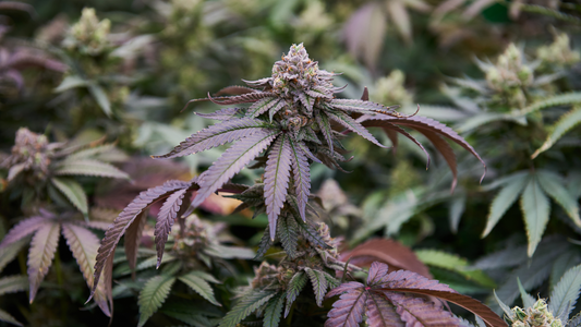 How Much Plastic Waste Does the Cannabis Industry Produce? Charting the Course Towards Biodegradable Solutions