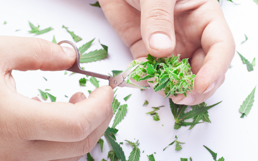 Unlocking the Potential of Your Home: Creative Ways to Utilize Cannabis Trimmings