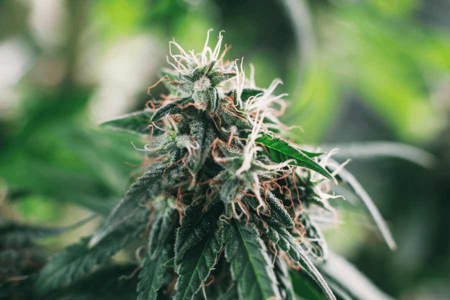 Why Weed Smells Like Hay After Drying (And How to Stop It)