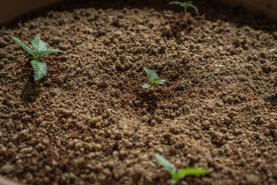 Small cannabis seedling sprouting from nutrient-rich soil, illustrating proper moisture levels for early-stage growth.