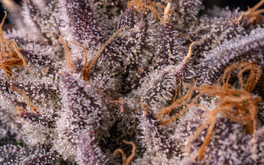 Harvesting Cannabis: Understanding the Significance of Amber Trichomes