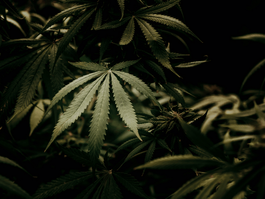 Close-up of healthy hemp leaves illuminated in soft lighting, showcasing their vibrant green color and intricate vein patterns.