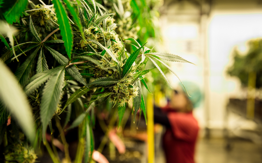 Close-up of a cannabis plant in a carefully controlled dry room, ideal for preserving potency and quality.