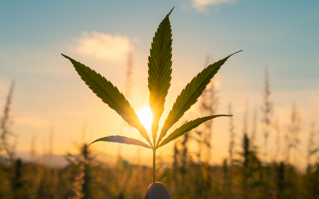 Hand holding a cannabis leaf against a serene sunset backdrop.