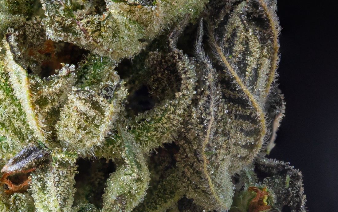 Aromatic Delights: Exploring the Wide Array of Terpenes Found in Cannabis
