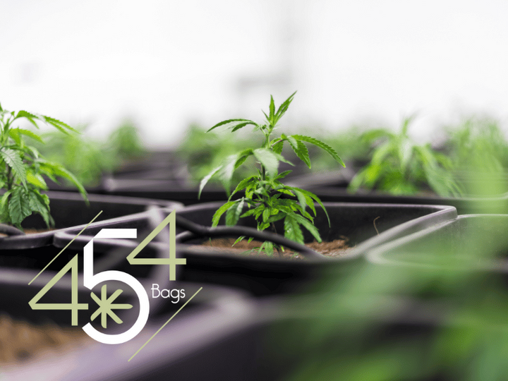 Close-up of young cannabis plants growing in individual pots inside a bright, sterile indoor grow facility. The 454 Bags logo is overlaid in the lower left corner.