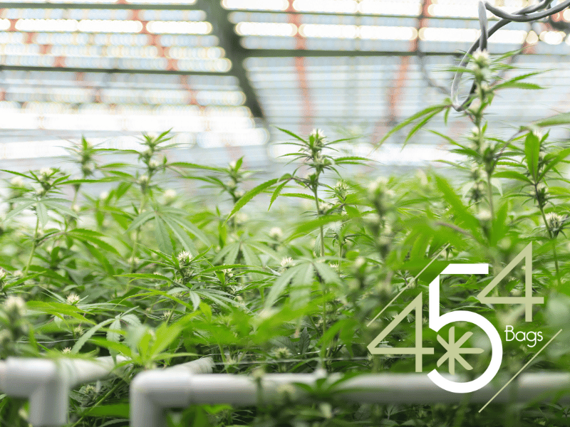 Indoor cannabis cultivation room with lush green plants growing under a greenhouse roof, featuring the 454 Bags logo in the bottom right corner.