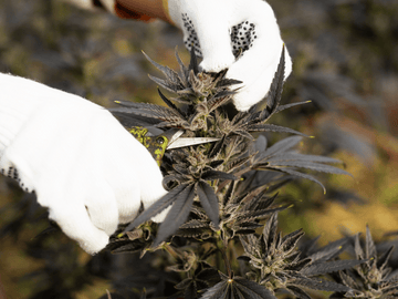 Gloved hands carefully pruning a cannabis plant, improving plant health and yield during the cultivation process.