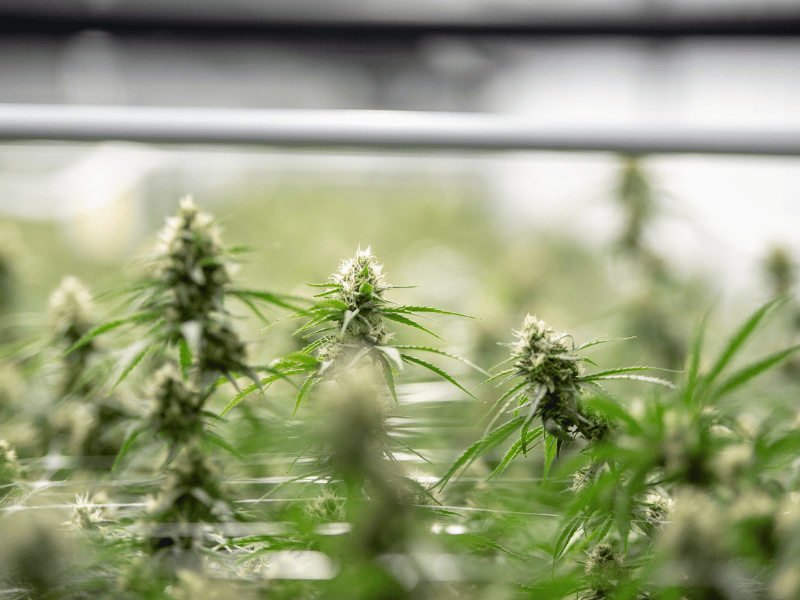 Close-up of hemp plants supported by trellis netting in a cultivation area, highlighting the structural support and even canopy growth provided by the netting.