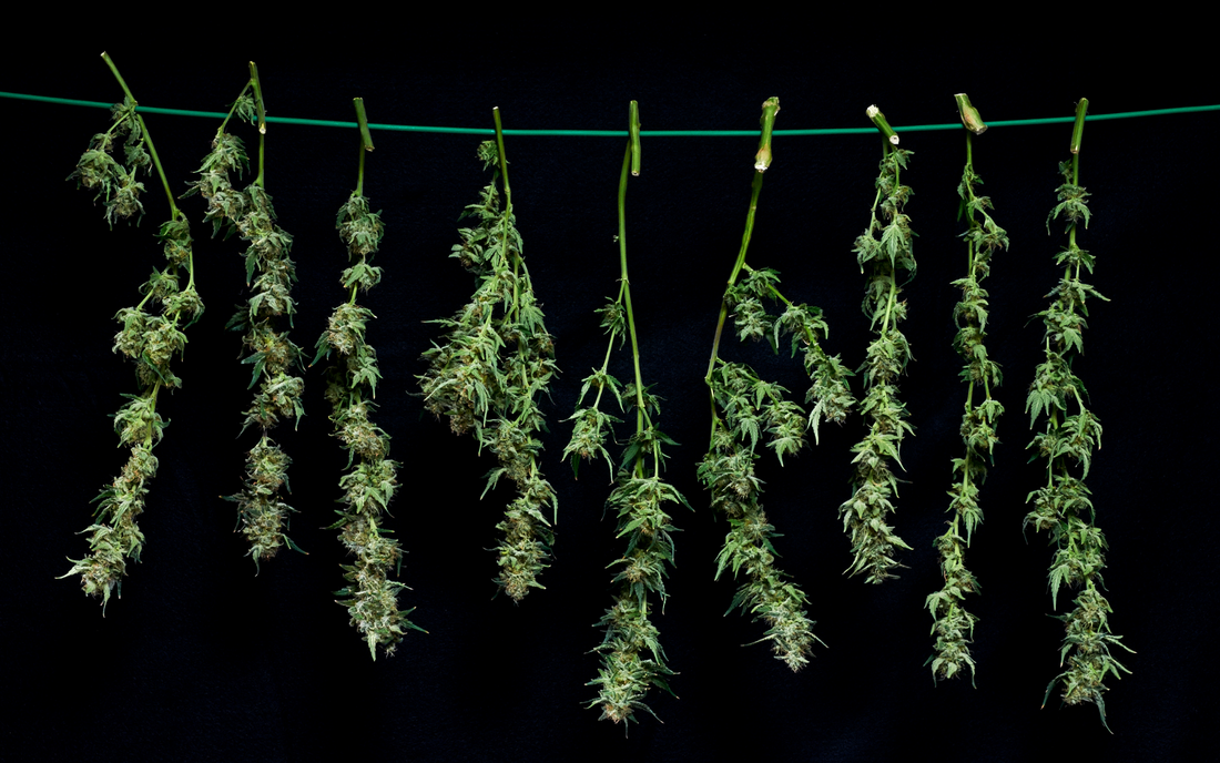 Mastering the Art of Drying Cannabis: Techniques, Tips, and Best Practices