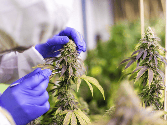 Close-up of a grower pruning a cannabis plant with precision, highlighting healthy buds and leaves during cultivation.