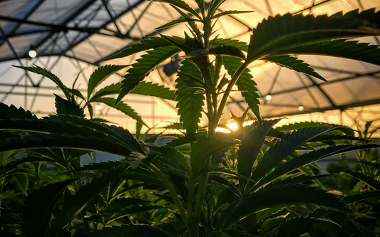 Cultivating Sustainable Futures: Embracing Eco-Friendly Practices in Cannabis Grows