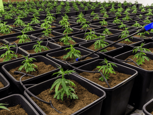 Rows of young cannabis plants in black pots, organized neatly in a controlled nursery environment with healthy green foliage, under bright grow lights.