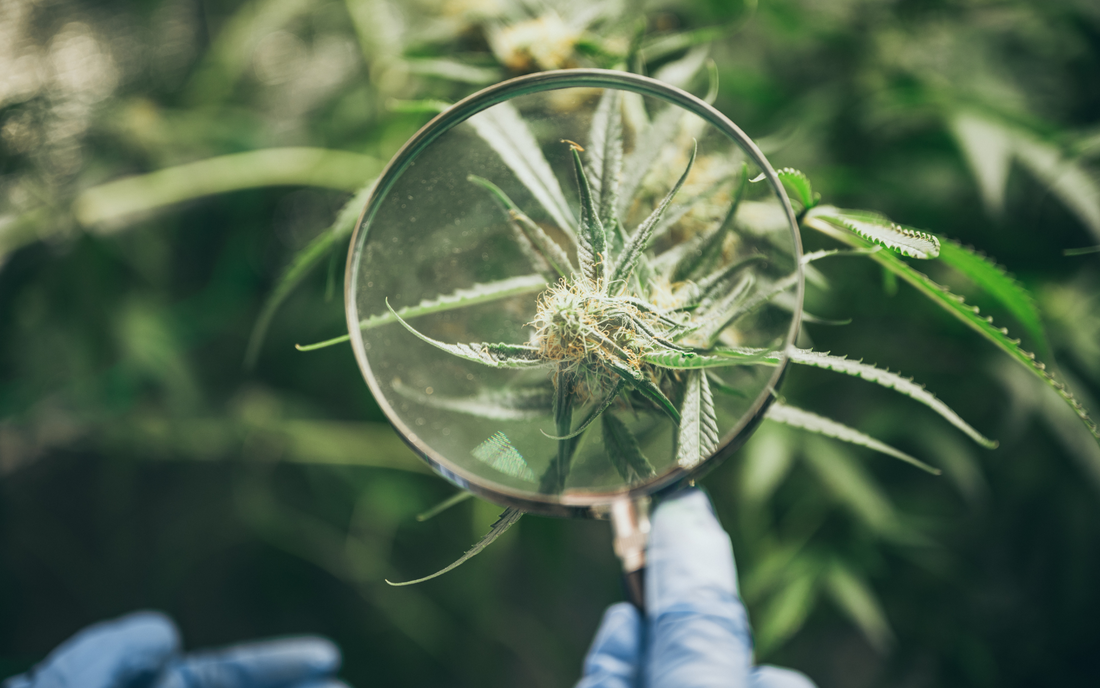 How to Identify Botrytis in Cannabis: Symptoms and Prevention During the Cure Stage