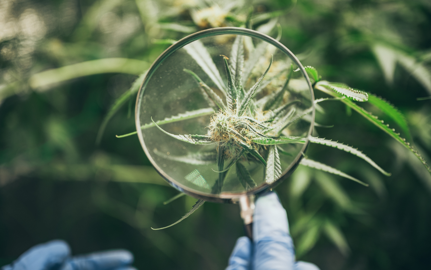 How to Identify Botrytis in Cannabis? - 454 Bags