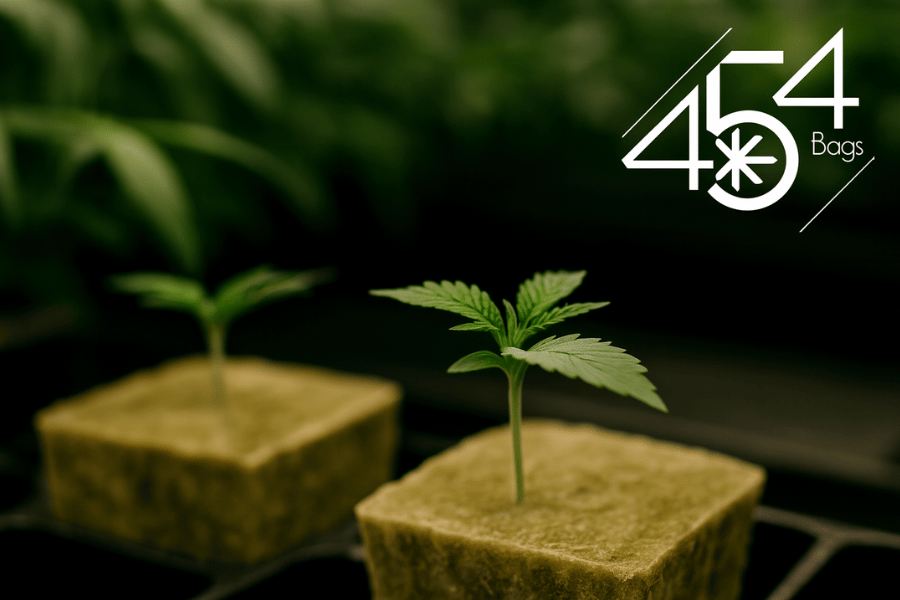 Rockwool Watering Strategies: How to Avoid Dry Spots and Over-Saturation