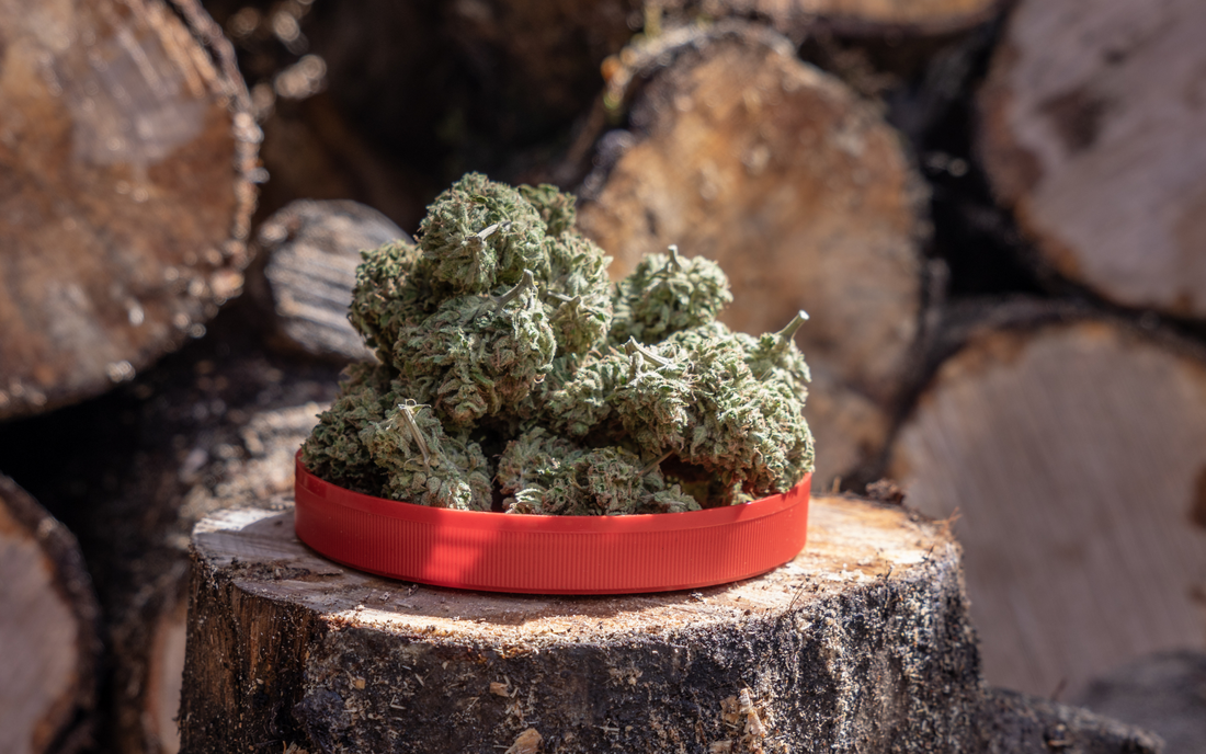 The Art of Curing Cannabis: Preserving Flavor, Potency, and Quality
