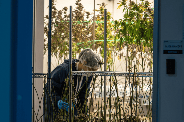 Grower checking cannabis plants in a climate-controlled room, demonstrating environmental monitoring important for VPD management.