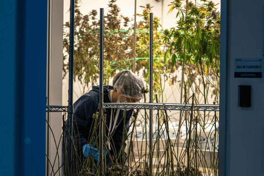 Grower checking cannabis plants in a climate-controlled room, demonstrating environmental monitoring important for VPD management.