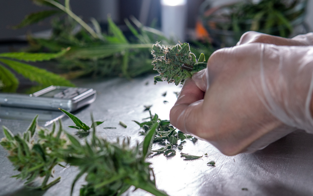 Wet Trimming vs. Dry Trimming: Pros, Cons, and Choosing the Right Method for Cannabis Harvest