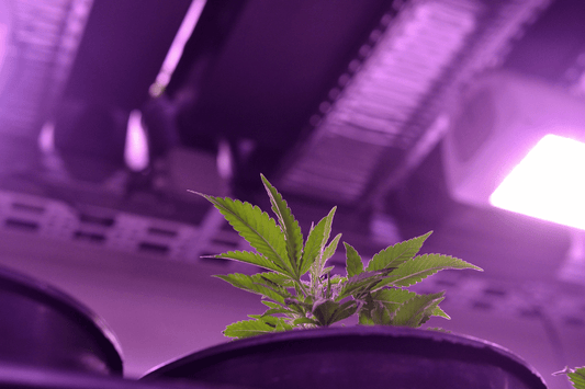 Cannabis plant growing under intense purple LED lighting, showing the type of canopy conditions monitored with infrared thermometers to prevent light stress.