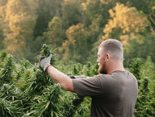 Man pruning cannabis plants outdoors in a lush green field, demonstrating the topping technique for improved yield and growth.