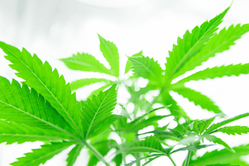 Close-up of healthy green cannabis leaves, illustrating nutrient balance and root-zone conditions related to EC drift.