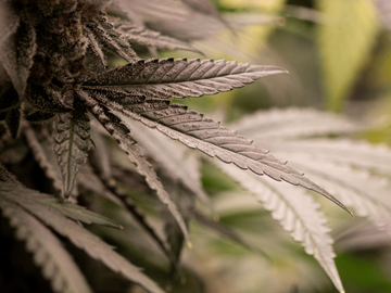 Close-up of mature cannabis leaves and buds, showcasing trichomes and vibrant details, highlighting the natural beauty of a well-grown cannabis plant.