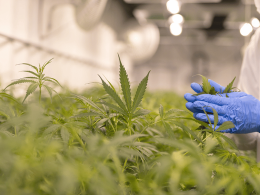 Gloved hands inspecting healthy cannabis plants in an indoor cultivation facility, highlighting proper irrigation and nutrient management practices.