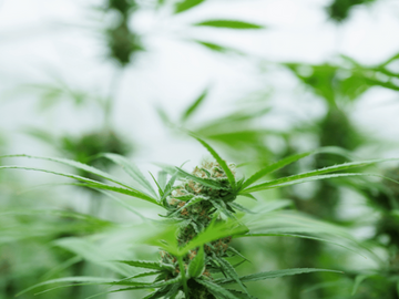 Close-up of a vibrant cannabis plant in its vegetative growth stage, showcasing healthy green leaves and developing buds under natural light.