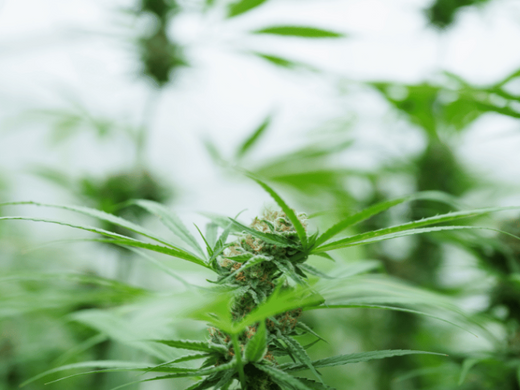 Close-up of a vibrant cannabis plant in its vegetative growth stage, showcasing healthy green leaves and developing buds under natural light.