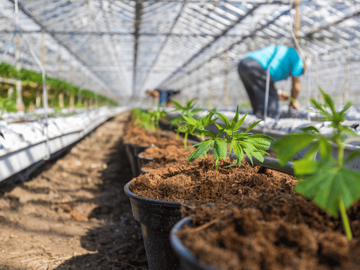 Greenhouse interior with rows of young plants growing in pots, a person tending to the soil, and bright natural light filtering through the transparent roof structure.