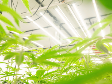 Bright indoor cannabis grow room featuring vibrant green plants under LED grow lights, showcasing a well-maintained and controlled cultivation environment.