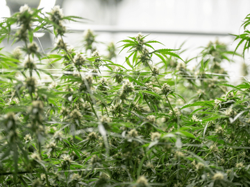 Close-up of cannabis plant leaves showing signs of nutrient burn, with yellowed and browned tips, highlighting the effects of overfeeding during flowering.