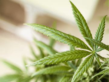 Close-up of healthy cannabis leaves with vibrant green color, showcasing detailed trichomes and natural textures, symbolizing quality and care in cultivation.