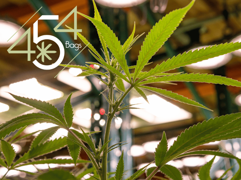 Vibrant cannabis plant showcasing healthy, lush green leaves with the 454 Bags logo superimposed, emphasizing the brand's association with quality cannabis cultivation.