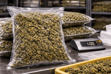 Large cannabis bags filled with flower in a commercial storage environment with scale for weighing