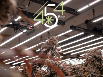 Cannabis plants under bright LED lights in a grow facility, highlighting the lush, mature buds with prominent trichomes, logo of 454 Bags prominently displayed.
