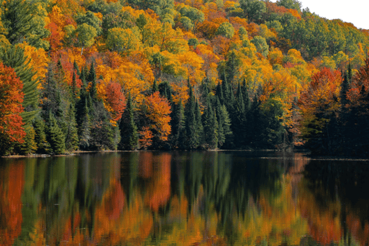 Autumn forest landscape in Canada reflecting seasonal harvest conditions.
