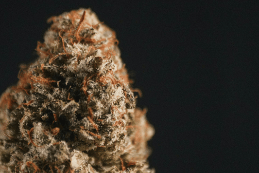 Close-up of dried cannabis flower showing structure and trichome coverage.