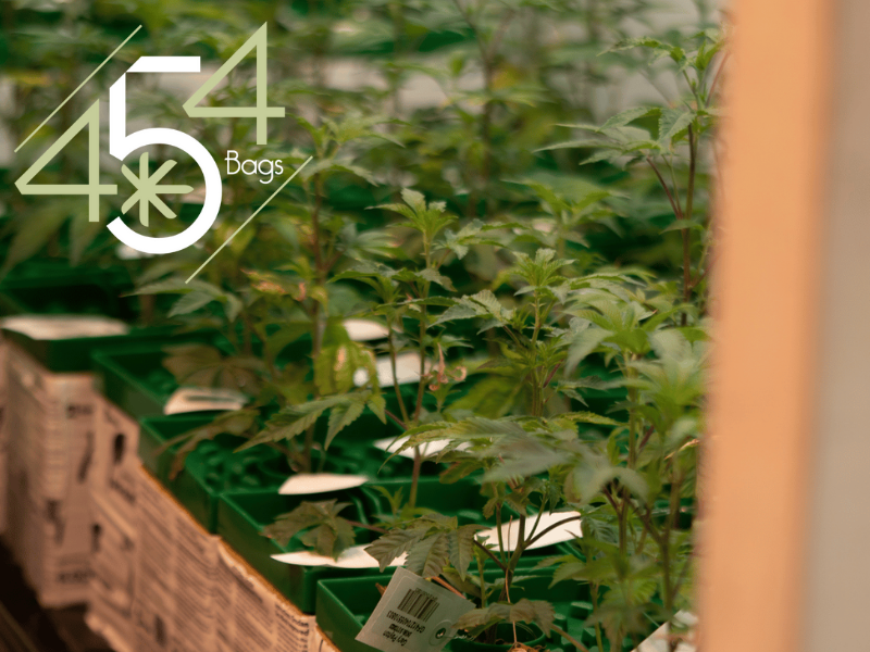 Healthy young cannabis plants in green pots, arranged neatly in rows under indoor lighting, with the 454 Bags logo displayed prominently, symbolizing quality and care in cannabis cultivation.