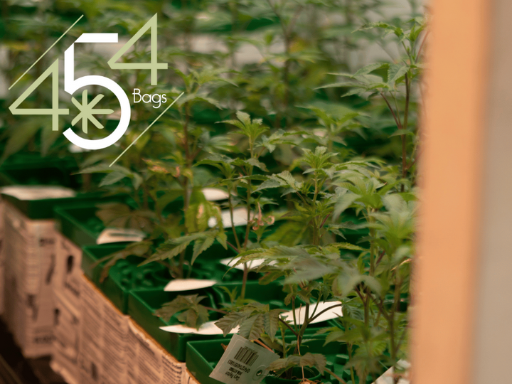 Healthy young cannabis plants in green pots, arranged neatly in rows under indoor lighting, with the 454 Bags logo displayed prominently, symbolizing quality and care in cannabis cultivation.