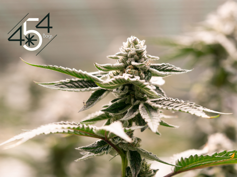Close-up of a frosty cannabis bud with detailed trichomes, featuring the 454 Bags logo, highlighting their expertise in cannabis preservation.