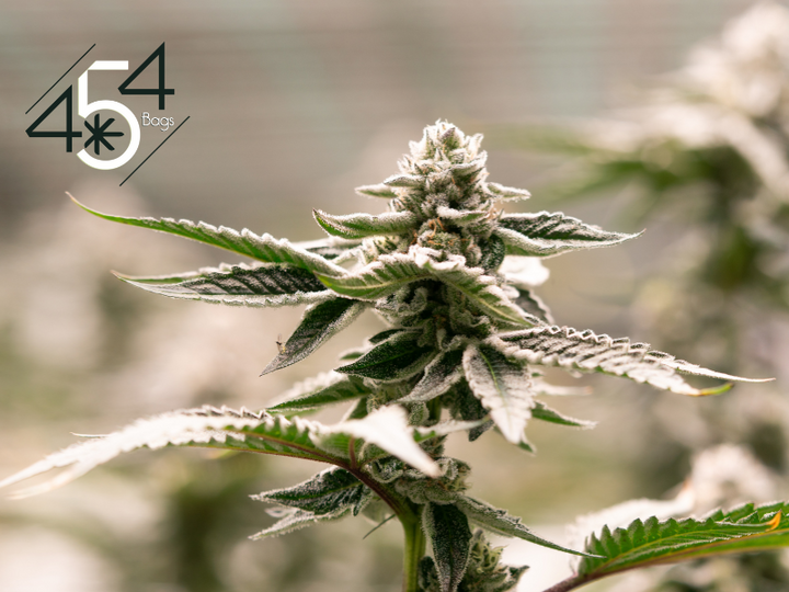 Close-up of a frosty cannabis bud with detailed trichomes, featuring the 454 Bags logo, highlighting their expertise in cannabis preservation.