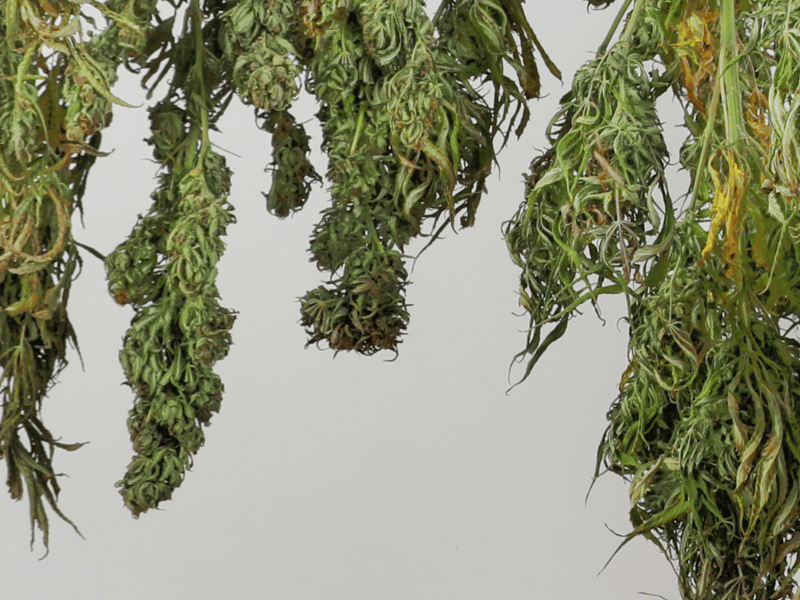 image showcasing plants hanging for cannabis dry room