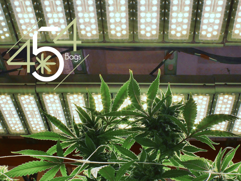 Close-up of a flowering cannabis plant under bright LED grow lights, with trellis netting visible and the 454 Bags logo in the upper left corner.