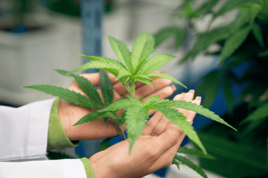 Color Shift in Stored Cannabis: Why Buds Darken Without Mold or Oxidation