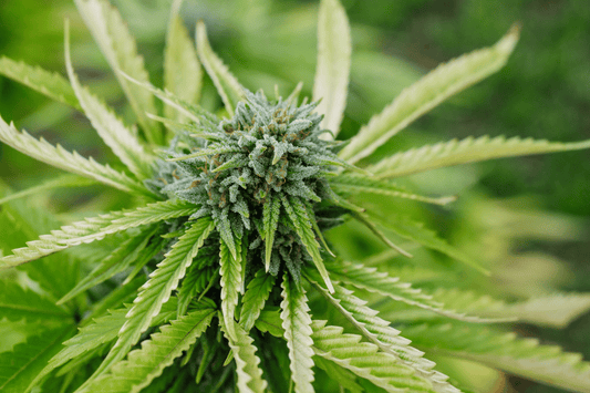 Condensation Events in Cannabis Storage: How Temperature Swings Create Hidden Moisture