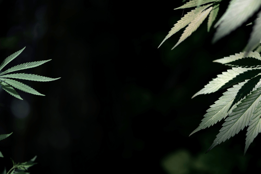 Cross-Lot Contamination in Cannabis Storage: How One Bad Batch Can Ruin the Rest